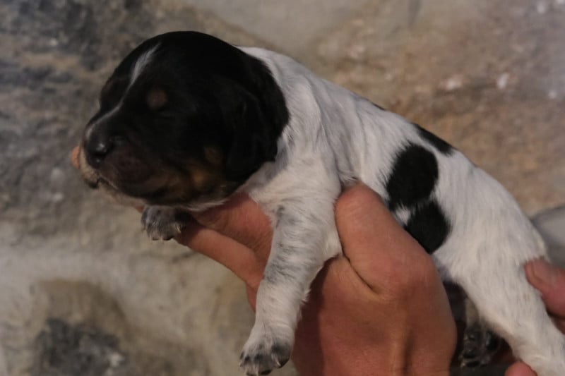 Epagneul Breton - Des Terres Aniciennes