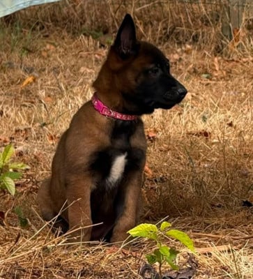 Les chiots de Berger Belge