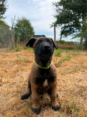 Les chiots de Berger Belge