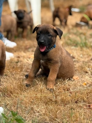 Les chiots de Berger Belge