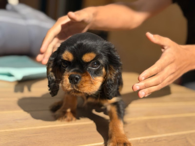 Les chiots de Cavalier King Charles Spaniel