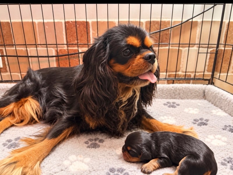 Cavalier King Charles Spaniel - De L'Exquise Dynastie