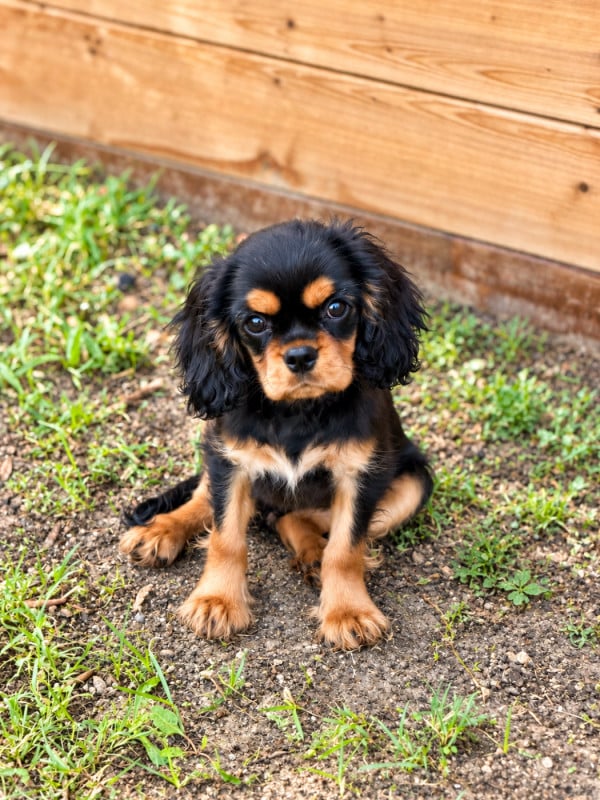 Cavalier King Charles Spaniel - De L'Exquise Dynastie
