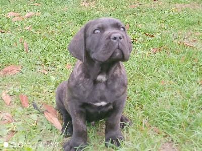 Les chiots de Cane Corso