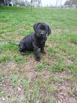 Les chiots de Cane Corso