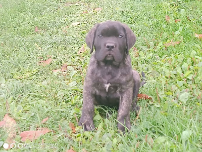 Les chiots de Cane Corso