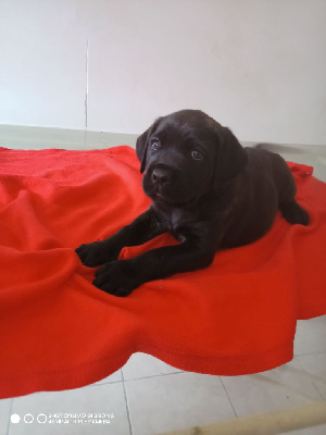 Les chiots de Cane Corso