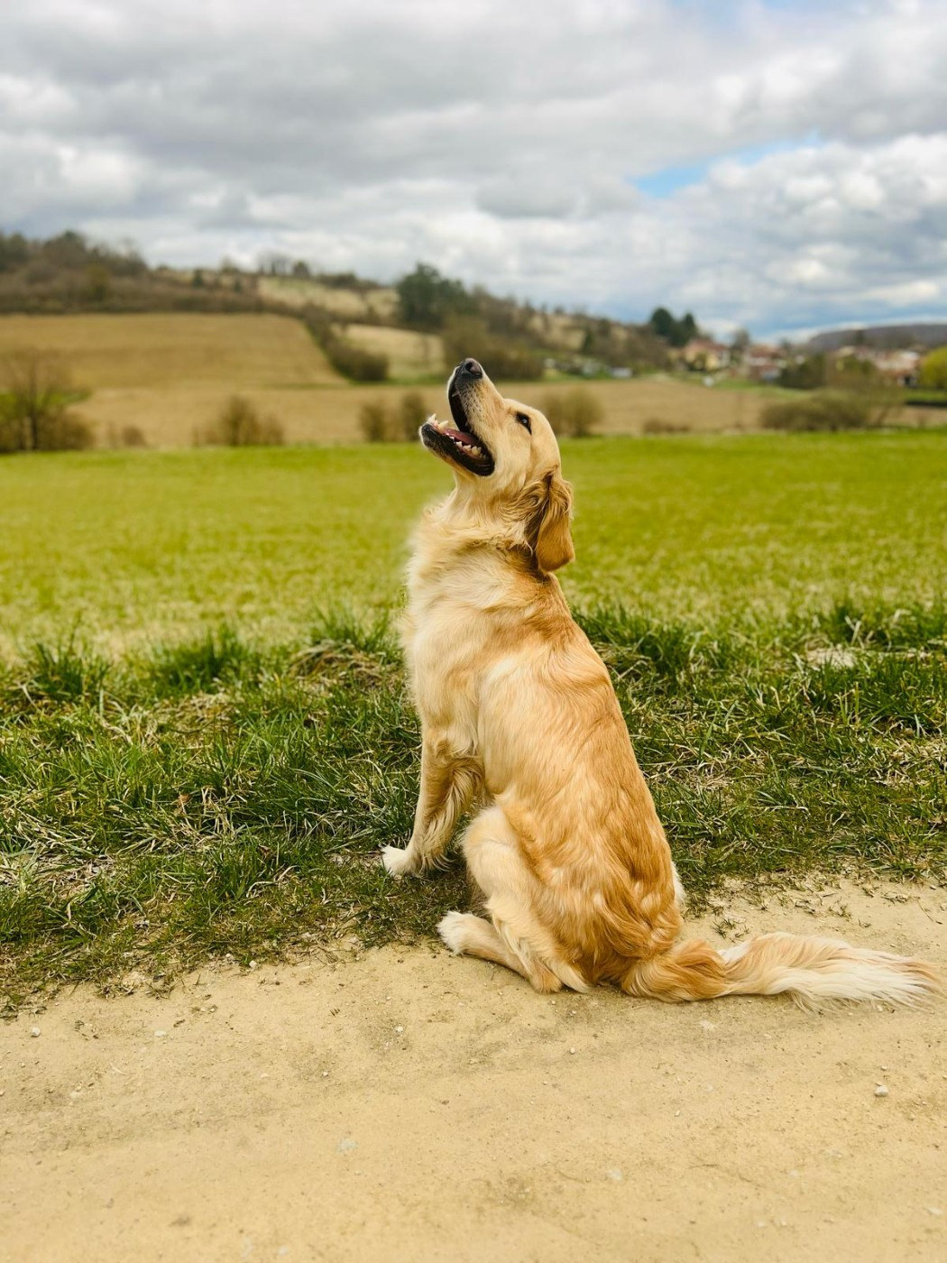 Ulka De La Cuvée Des Golden Boss