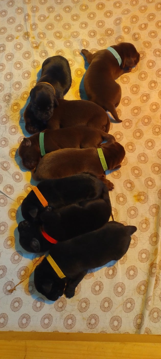 CHIOT 5 - Labrador Retriever