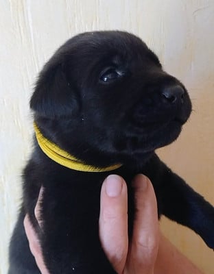 Les chiots de Labrador Retriever