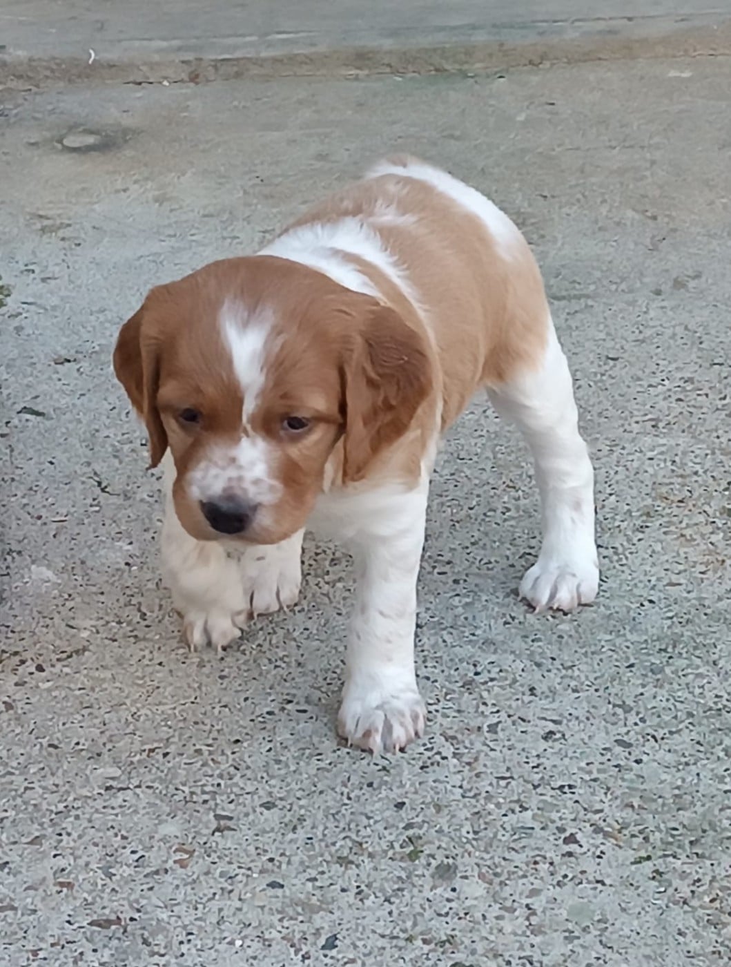 Publication : Des Sous Bois De L'Alisier