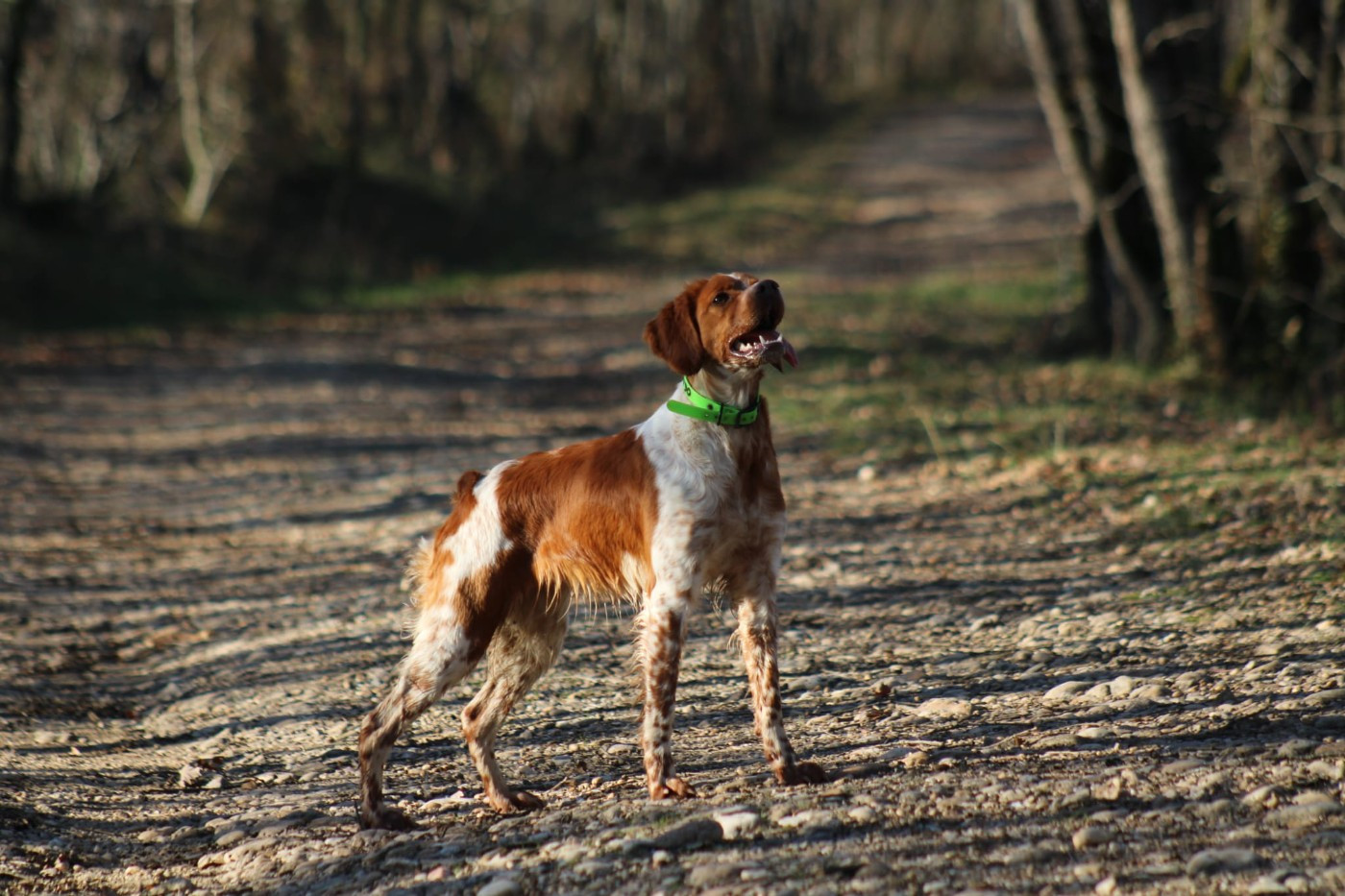 Publication : Des Sous Bois De L'Alisier