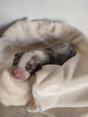 Les chiots de Berger Australien