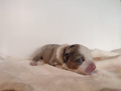 Femelle 3 bleue merle - Berger Australien