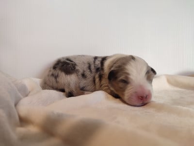 Mâle 4 bleu merle - Berger Australien