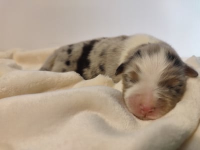 Mâle 7 bleu merle - Berger Australien