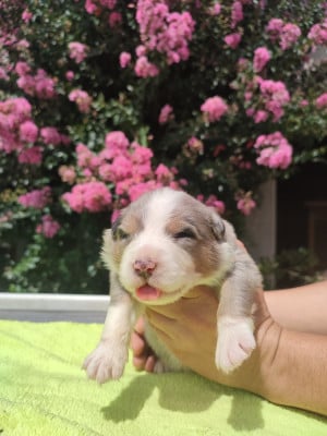 Les chiots de Berger Australien