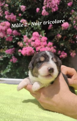 Les chiots de Berger Australien