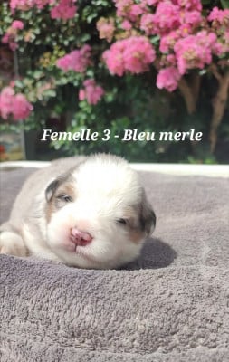 Les chiots de Berger Australien