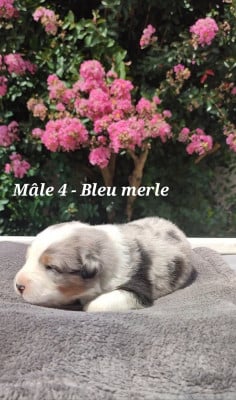 Les chiots de Berger Australien