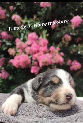 Les chiots de Berger Australien