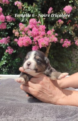 Les chiots de Berger Australien