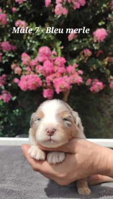 Les chiots de Berger Australien