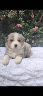 Les chiots de Berger Australien