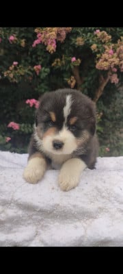 Les chiots de Berger Australien