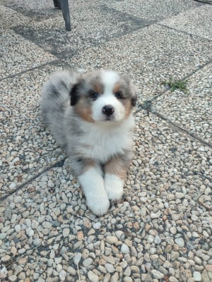 Les chiots de Berger Australien