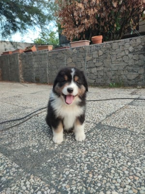 Les chiots de Berger Australien