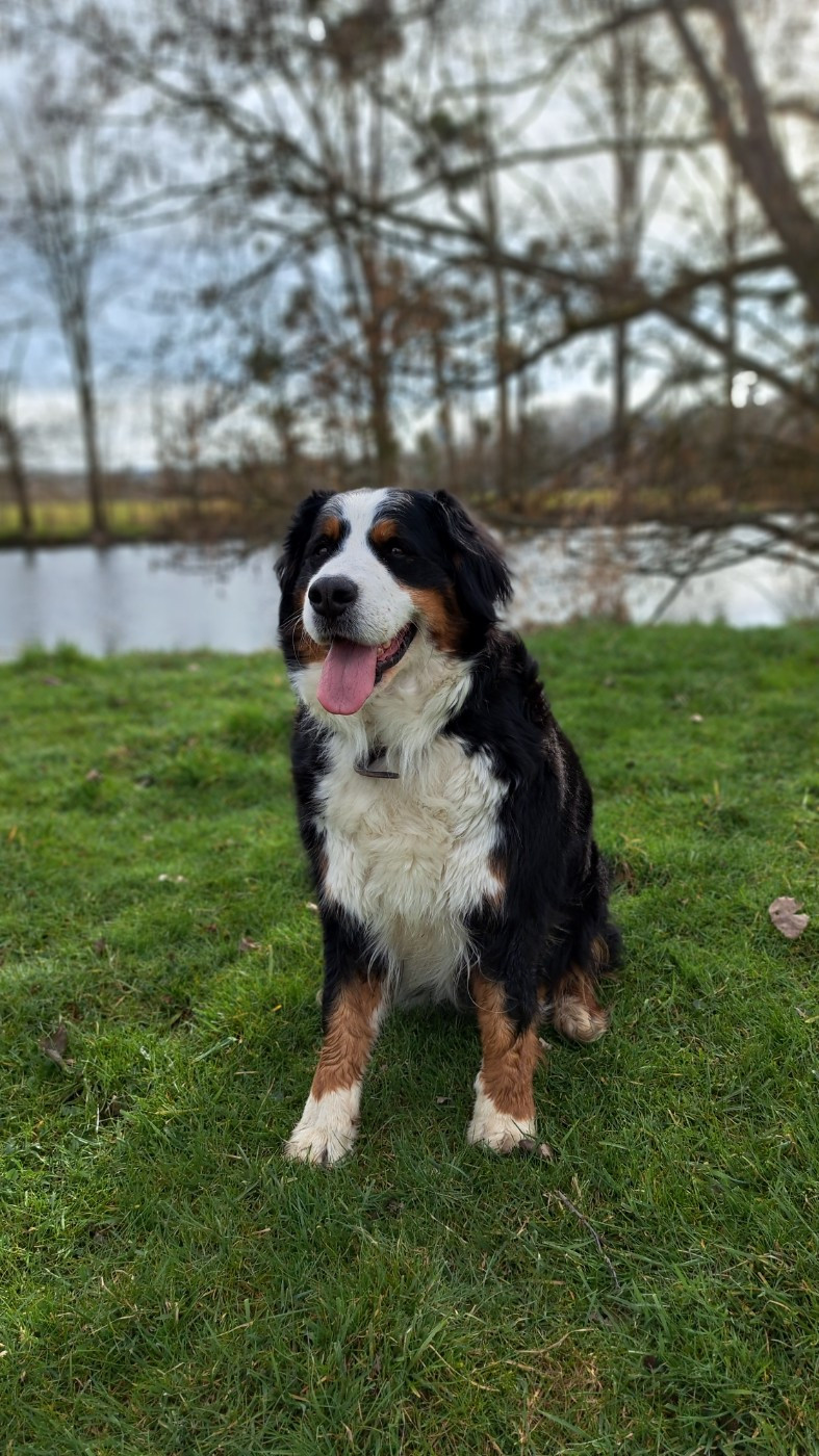 Publication : Des Chateaux De Franconville Auteur : STEPHANIE CHATEAU