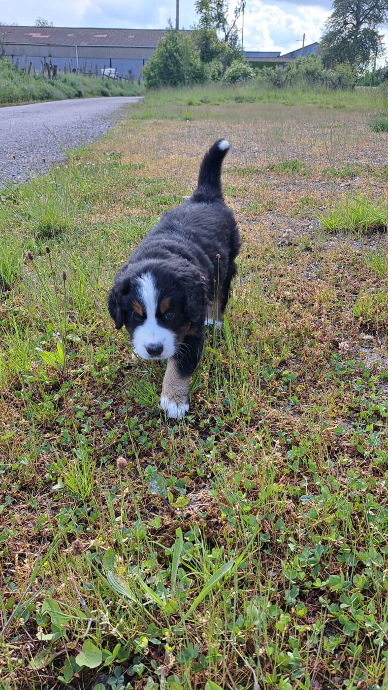 CHIOT 1