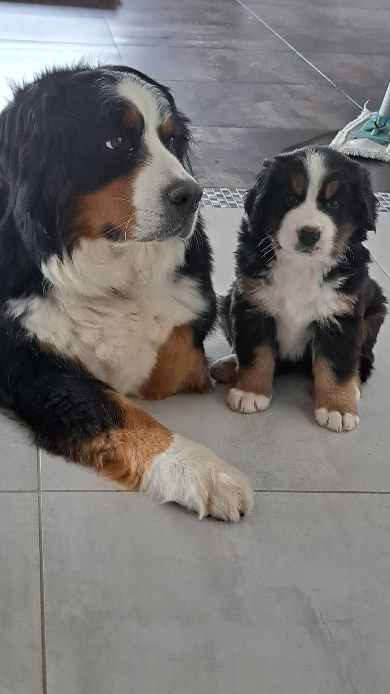CHIOT 1