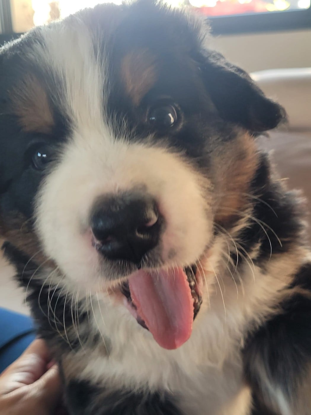 CHIOT 1