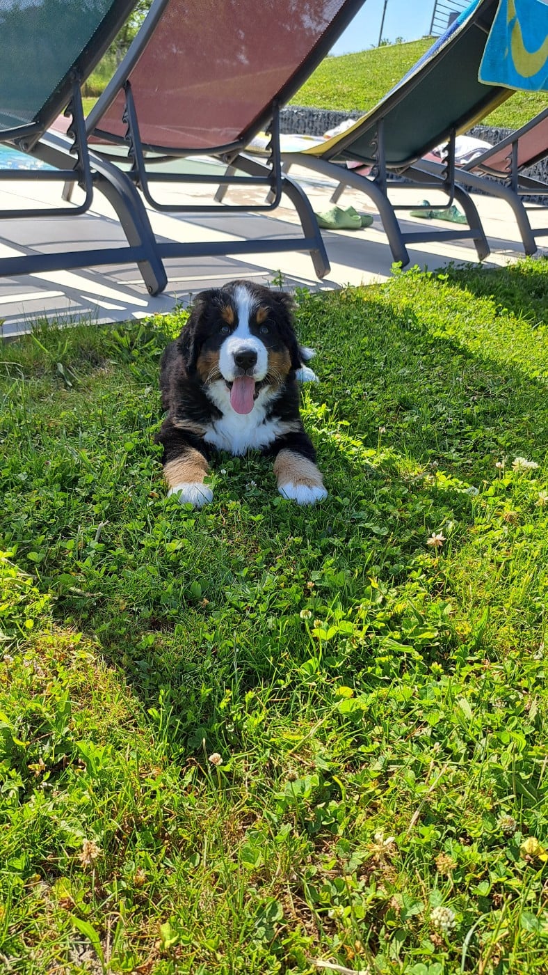 CHIOT 1
