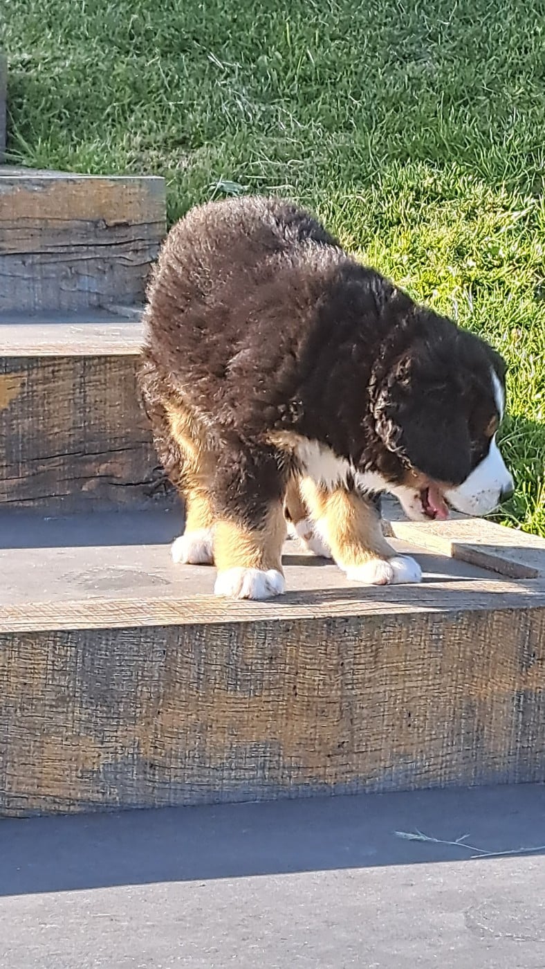 CHIOT 1