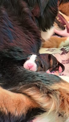 Les chiots de Bouvier Bernois