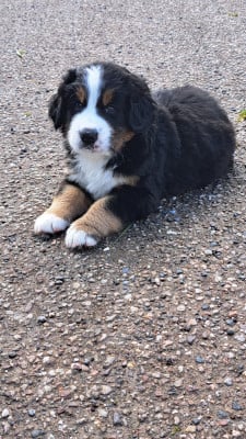Les chiots de Bouvier Bernois
