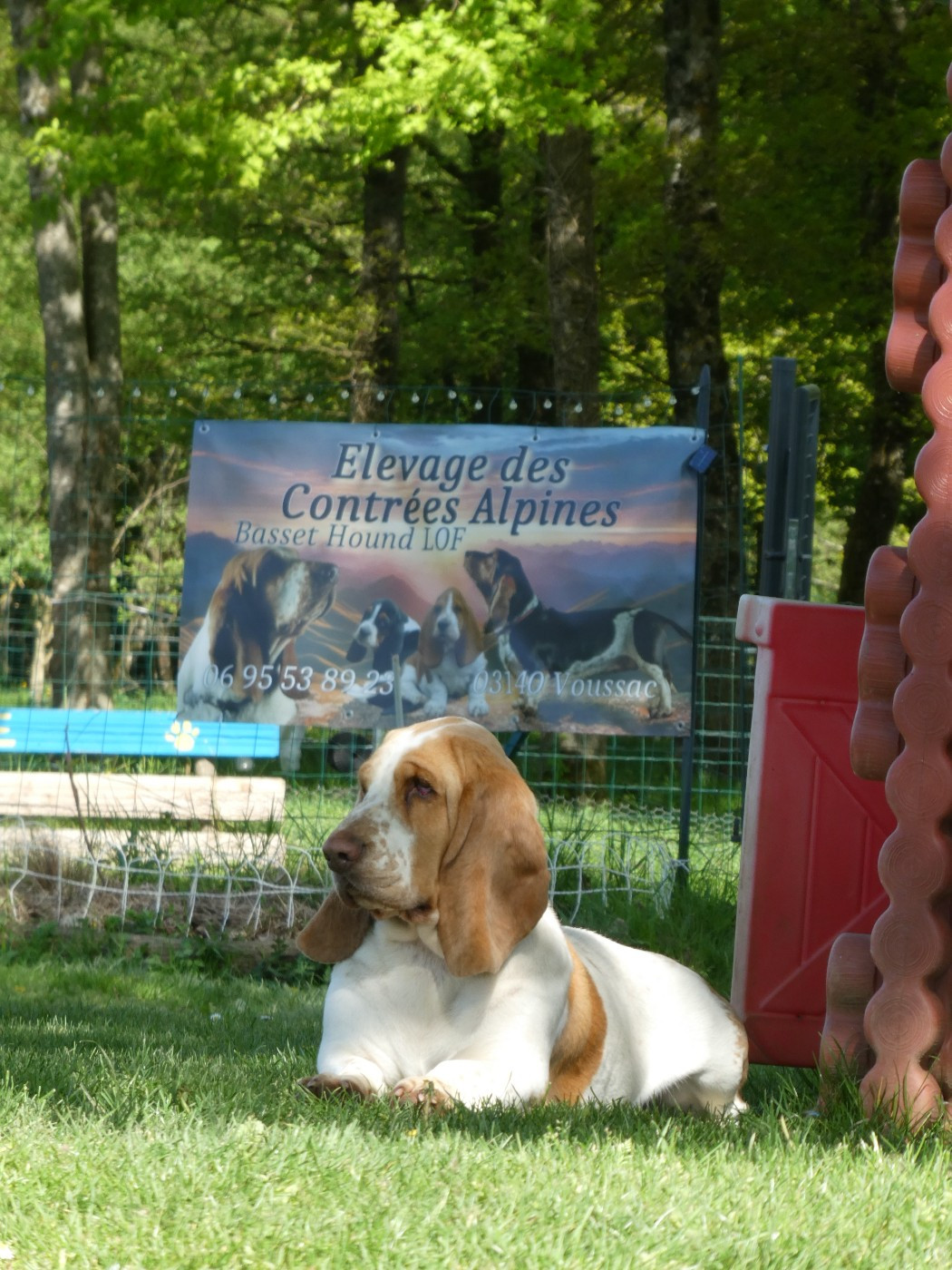 Publication : Des Contrées Alpines