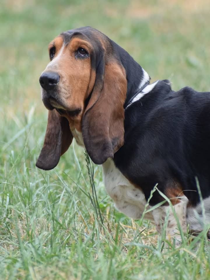 Shadow Du Ruisseau De La Manine