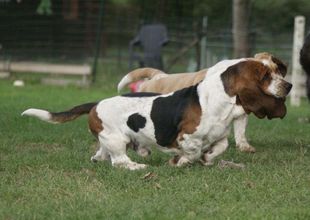 Vagabond Des Contrées Alpines