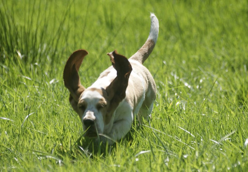 Alpage Des Contrées Alpines