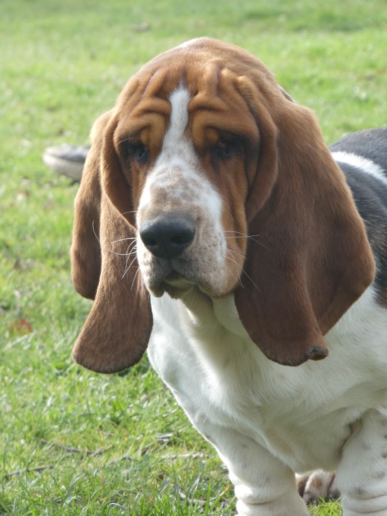 Vagabond Des Contrées Alpines