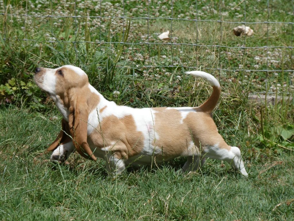 Alpage Des Contrées Alpines