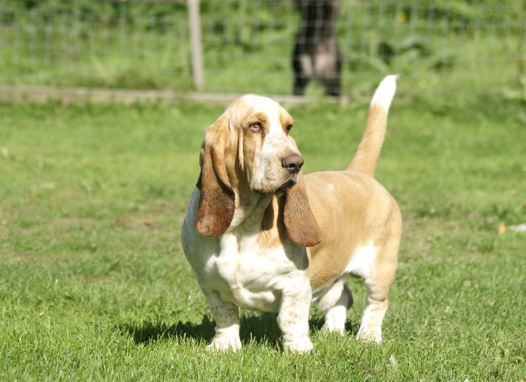 Votre altesse z'oreilles des Cotes de la Saunade