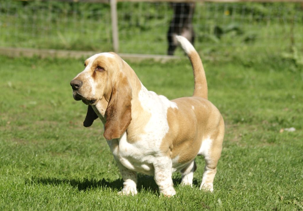 Votre altesse z'oreilles des Cotes de la Saunade