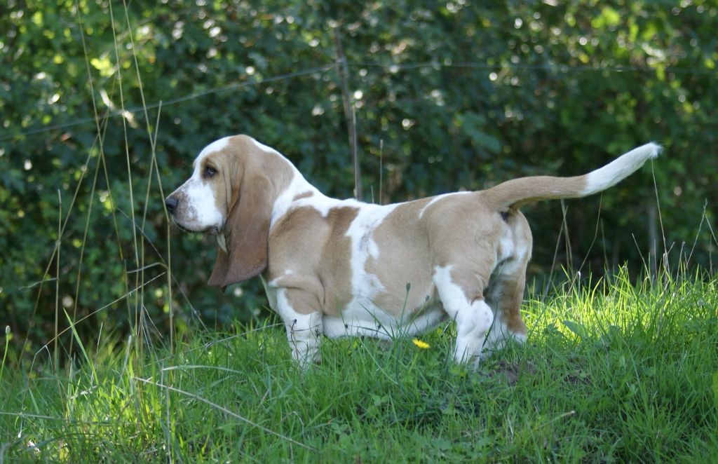 Alpage Des Contrées Alpines