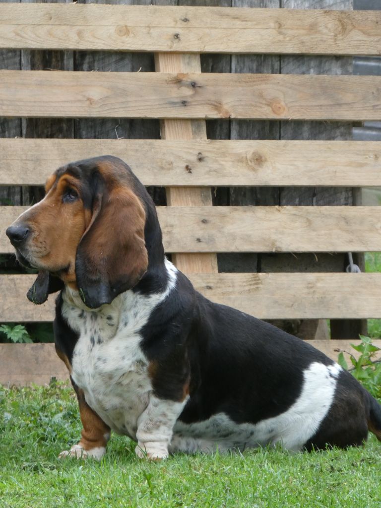 Shadow Du Ruisseau De La Manine