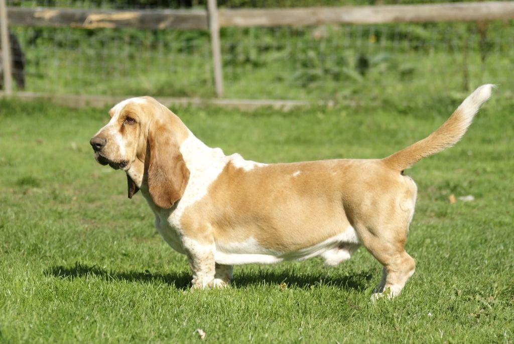 Votre altesse z'oreilles des Cotes de la Saunade
